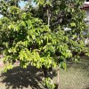 Annona muricata (Soursop)