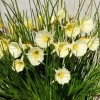 Narcissus 'Spoirot' (Daffodil 'Spoirot')