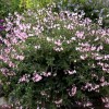 Salvia greggii 'Stormy Pink' (Autumn sage 'Stormy Pink')