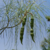 Moringa peregrina (Ben tree)