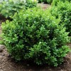 Buxus microphylla 'Little Missy'