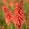 Kniphofia 'Redhot Popsicle' (Popsicle Series) (Red hot poker 'Redhot Popsicle')