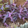 Tradescantia pallida 'Purpurea'  (Purple spiderwort)