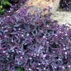 Tradescantia pallida 'Purpurea'  (Purple spiderwort)