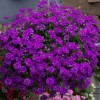 Glandularia 'Enchantment Purple' (Enchantment Series) (Vervain 'Enchantment Purple')