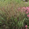 Panicum virgatum 'Kulsenmoor' (Switch grass 'Kulsenmoor')