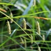 Carex cherokeensis (Cherokee sedge)