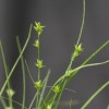 Carex radiata (Eastern star sedge)