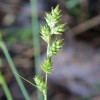 Carex brunnescens (Brownish sedge )