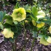 Helleborus x hybridus 'SP Sally' (Spring Promise Series) (Hybrid Lenten rose 'SP Sally')