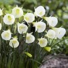 Narcissus bulbocodium 'Arctic Bells' (Hoop petticoat daffodil 'Arctic Bells')