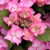 Hydrangea macrophylla 'French Cancan' (Rendez-vous Series) (Hydrangea 'French Cancan')