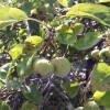 Malus angustifolia (Southern crab apple)
