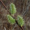 Salix humilis (Prairie willow)