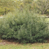 Salix humilis (Prairie willow)