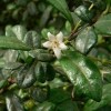 Ehretia microphylla (Fukien tea tree)