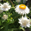 Xerochrysum bracteatum 'Nevada White' (Everlasting flower 'Nevada White')