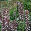 Acanthus spinosus (Spiny bear's breeches)