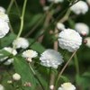 Ranunculus aconitifolius 'Flore Pleno' (White bachelor's buttons)