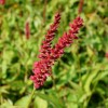 Persicaria amplexicaulis dark red-flowered