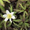 Anemone nemorosa 'Glyncoch Gold' (Wood anemone 'Glyncoch Gold')
