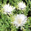 Anemone nemorosa 'Gerda Ramusen' (Wood anemone 'Gerda Ramusen')