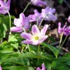 Anemone nemorosa 'Wyatt's Pink' (Wood anemone 'Wyatt's Pink')