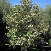 Magnolia doltsopa 'Silver Cloud' (Temple magnolia 'Silver Cloud')