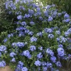 Plumbago auriculata 'Imperial Blue' (Cape leadwort 'Imperial Blue')