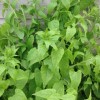 Hablitzia tamnoides (Caucasian spinach)