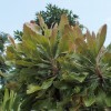 Banksia serrata (Saw banksia)