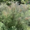 Foeniculum vulgare 'Smoky' (Fennel 'Smoky')