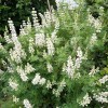 Lupinus arboreus white-flowered (White-flowered tree lupin)