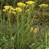 Solidago ohioensis (Ohio goldenrod)