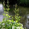 Scrophularia auriculata (Water figwort)