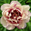 Paeonia 'All That Jazz' (Peony 'All That Jazz')