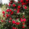 Camellia japonica 'April Tryst' (April Series) (Camellia 'April Tryst')