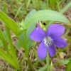 Viola sagittata (Arrow-leaved violet)