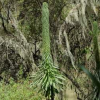 Lobelia bambuseti  (Bamboo forest giant lobelia)