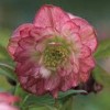 Helleborus x hybridus Harvington double blush (Hybrid Lenten rose Harvington double blush)
