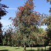 Sorbus aucuparia 'Cardinal Royal' (Rowan 'Cardinal Royal')