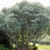 Olea europaea subsp. cuspidata (Wild olive)