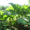 Gunnera manicata (Giant rhubarb)