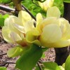 Magnolia 'Sunsation' (Magnolia 'Sunsation')