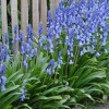 Hyacinthoides hispanica 'Excelsior' (Spanish bluebell 'Excelsior')