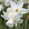 Narcissus 'Niveth' (Daffodil 'Niveth')