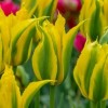 Tulipa 'Green Mile'