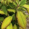 Hydrangea aspera subsp. sargentiana 'Gold Rush' (Sargent hydrangea 'Gold Rush')