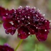 Scabiosa atropurpurea 'Burgundy Beau' (Pincushion flower 'Burgundy Beau')
