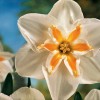 Narcissus 'Jose-Marie' (Daffodil 'Jose-Marie')